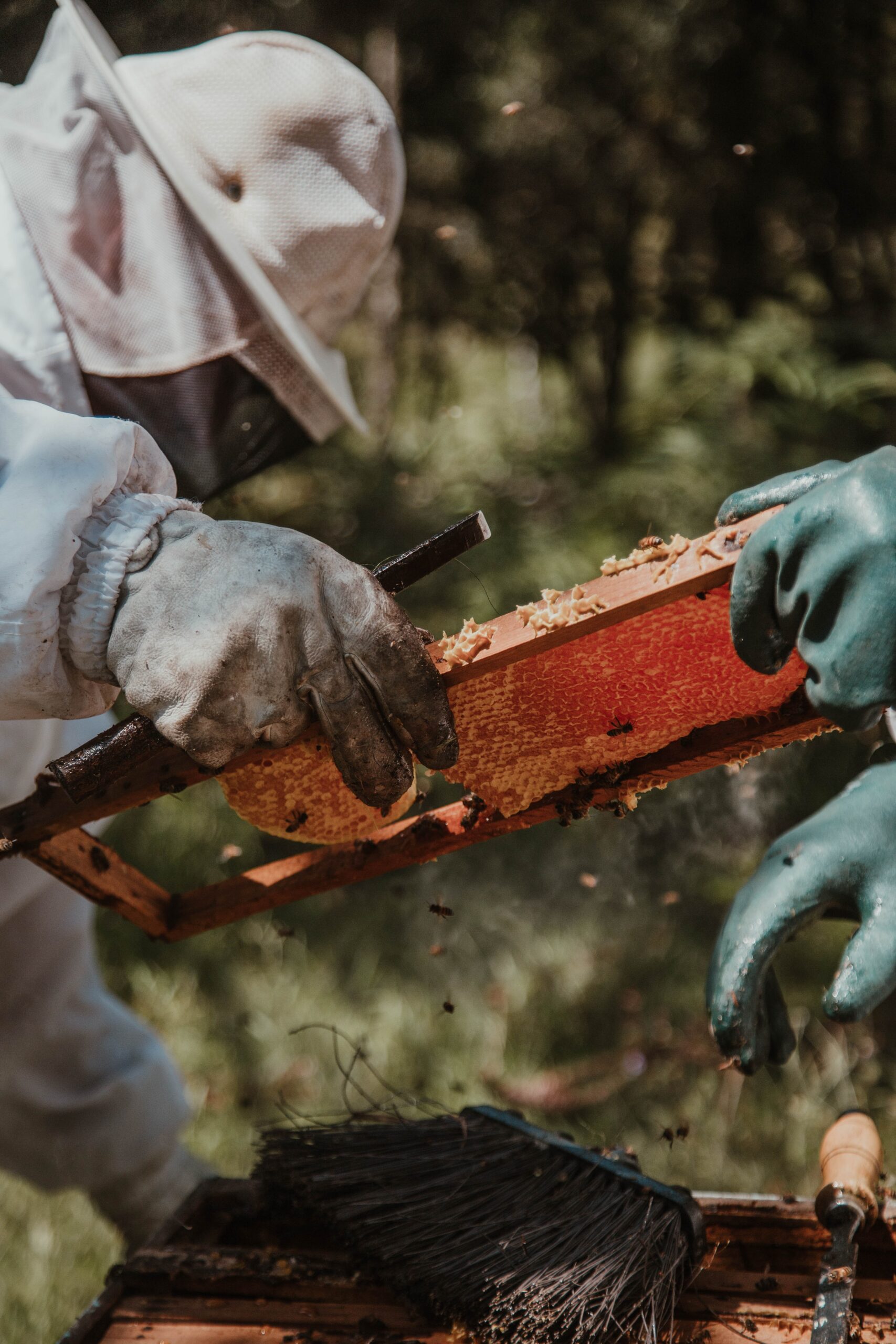 Bees Honey