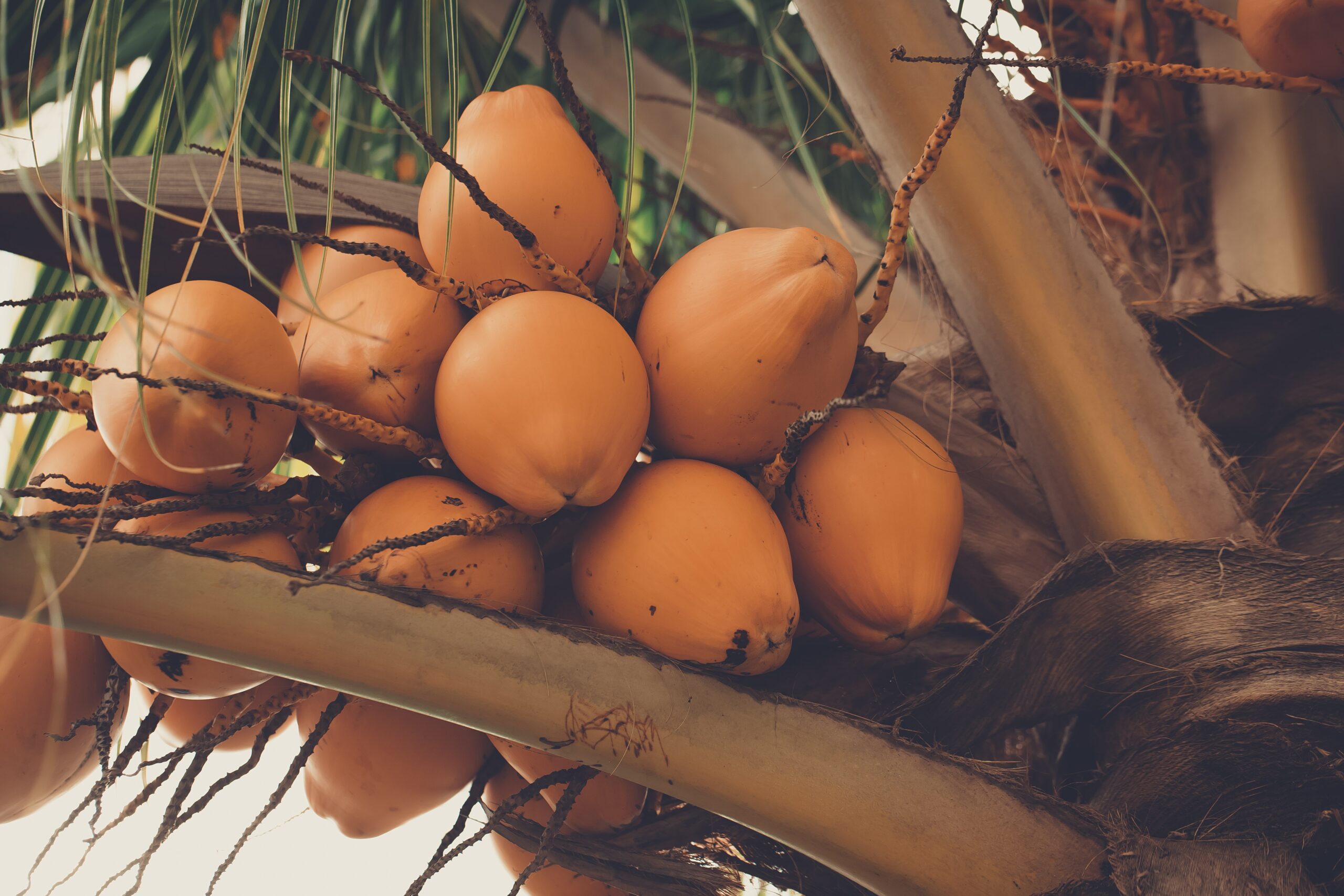 King Coconut