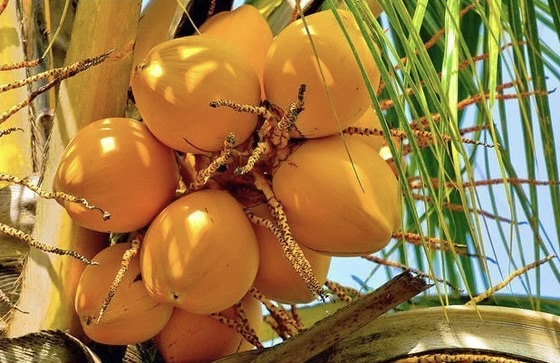 King Coconut Water