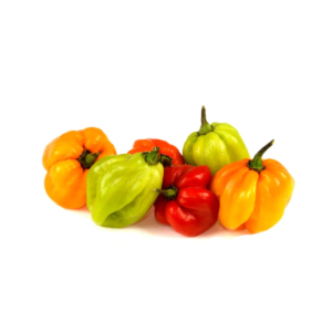 Scotch Bonnet Ghost Pepper